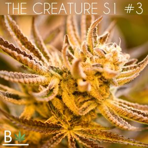 Beleaf Cannabis The Creature S1 Seeds