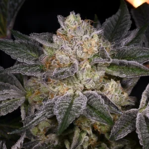 Face Off OG #4 X Dosidos #18 Seeds