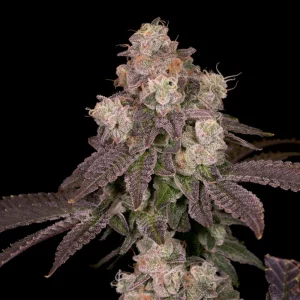 Buy Moonbow 112 IX Cannabis Seeds