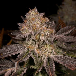 Petrochem Genetics V2 Seeds