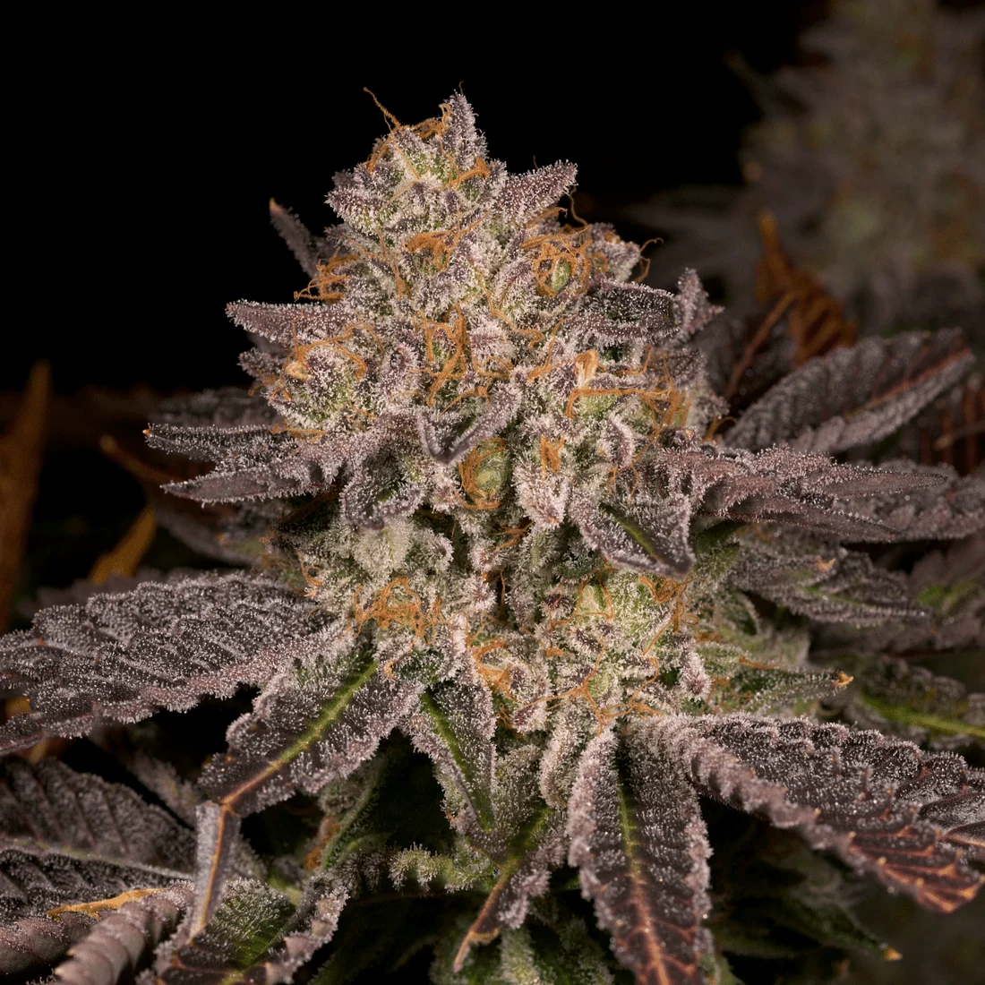 Petrochem Genetics V2 Seeds