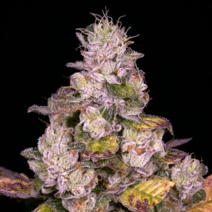 Planet Diesel Cannabis Seeds For Sale