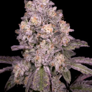 Buy Archive Genetics Triple Threat Seeds