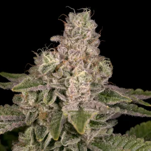 Yoshi Cannabis Seeds For Sale Online
