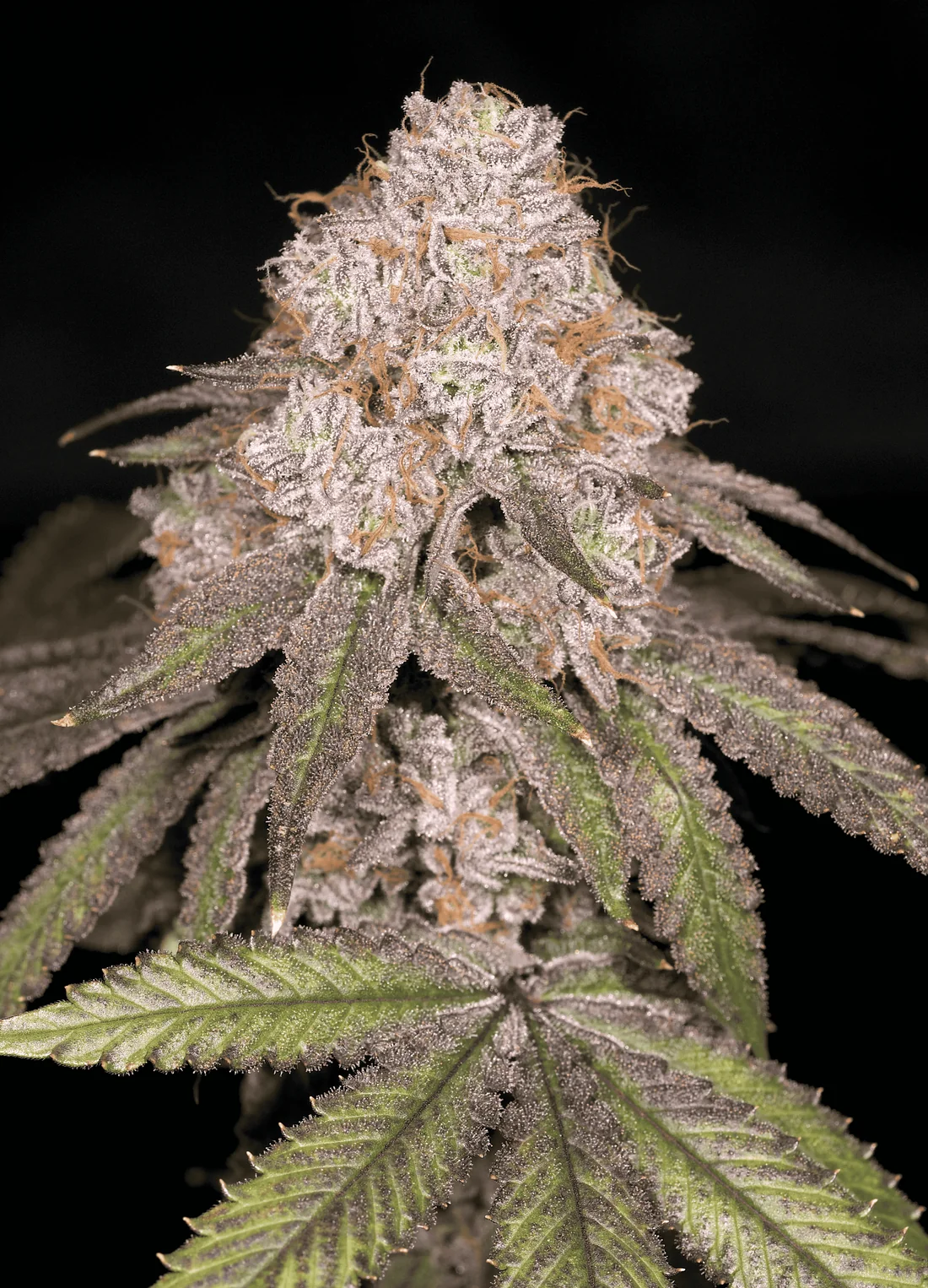 Where to Buy Cannabis Zwoosh Seeds Online