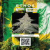 Ethos Genetics Chama! R1 Seeds For Sale