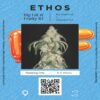Ethos Genetics Big Fat N’ Fruity R1 Seeds Online