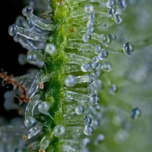 Bloom Seed Co Colada Lime Clone For Sale