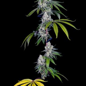 Buy Honey Limez Cannabis Clone Online