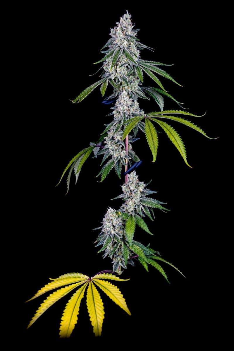 Buy Honey Limez Cannabis Clone Online