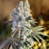 Gen 1 Duet Cannabis Seeds For Sale Online