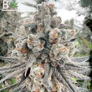 Spaced Jam R1 Cannabis Seeds