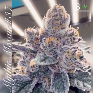 Mythic Mosaic R1 Cannabis Seeds