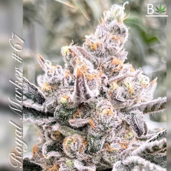 Buy Royal Marker R1 Cannabis Seeds
