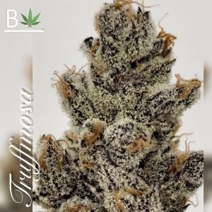 Beleaf Cannabis Truffmosa R1 Seeds