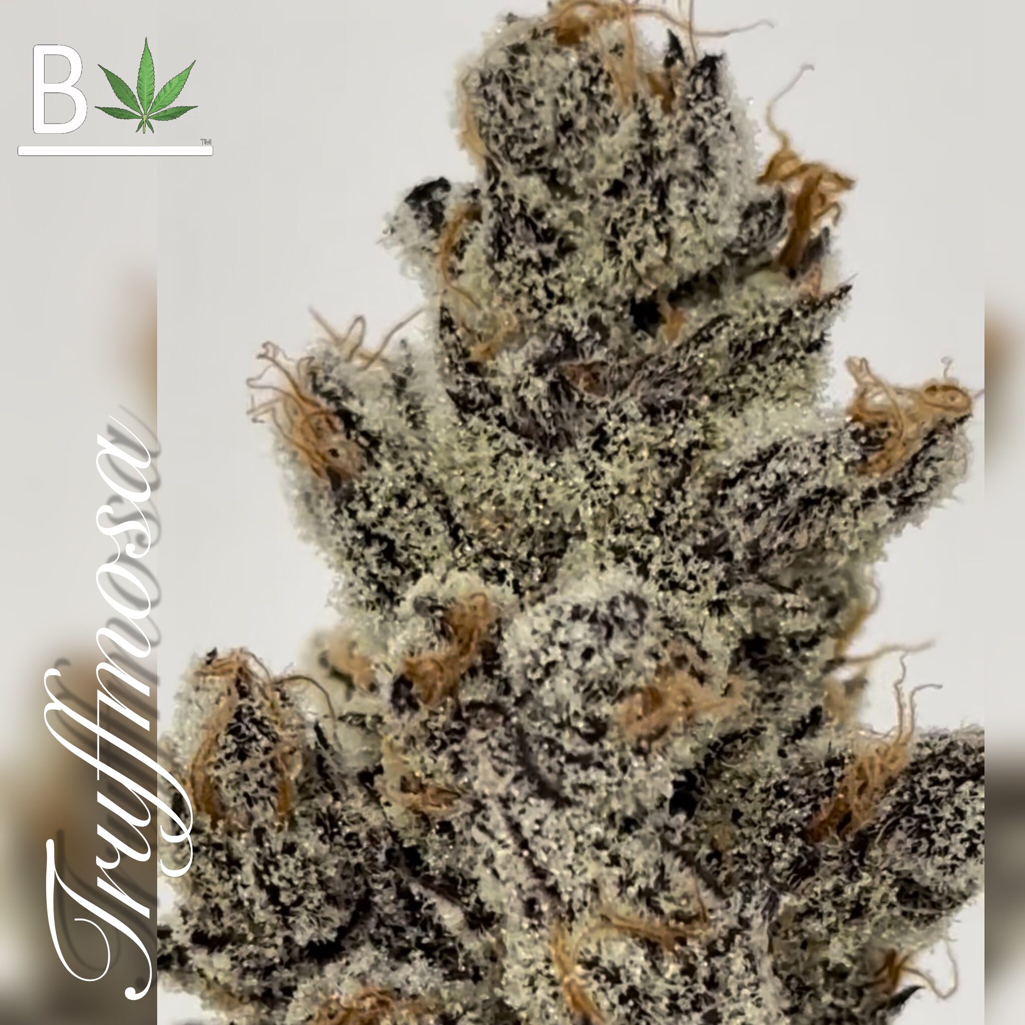 Beleaf Cannabis Truffmosa R1 Seeds