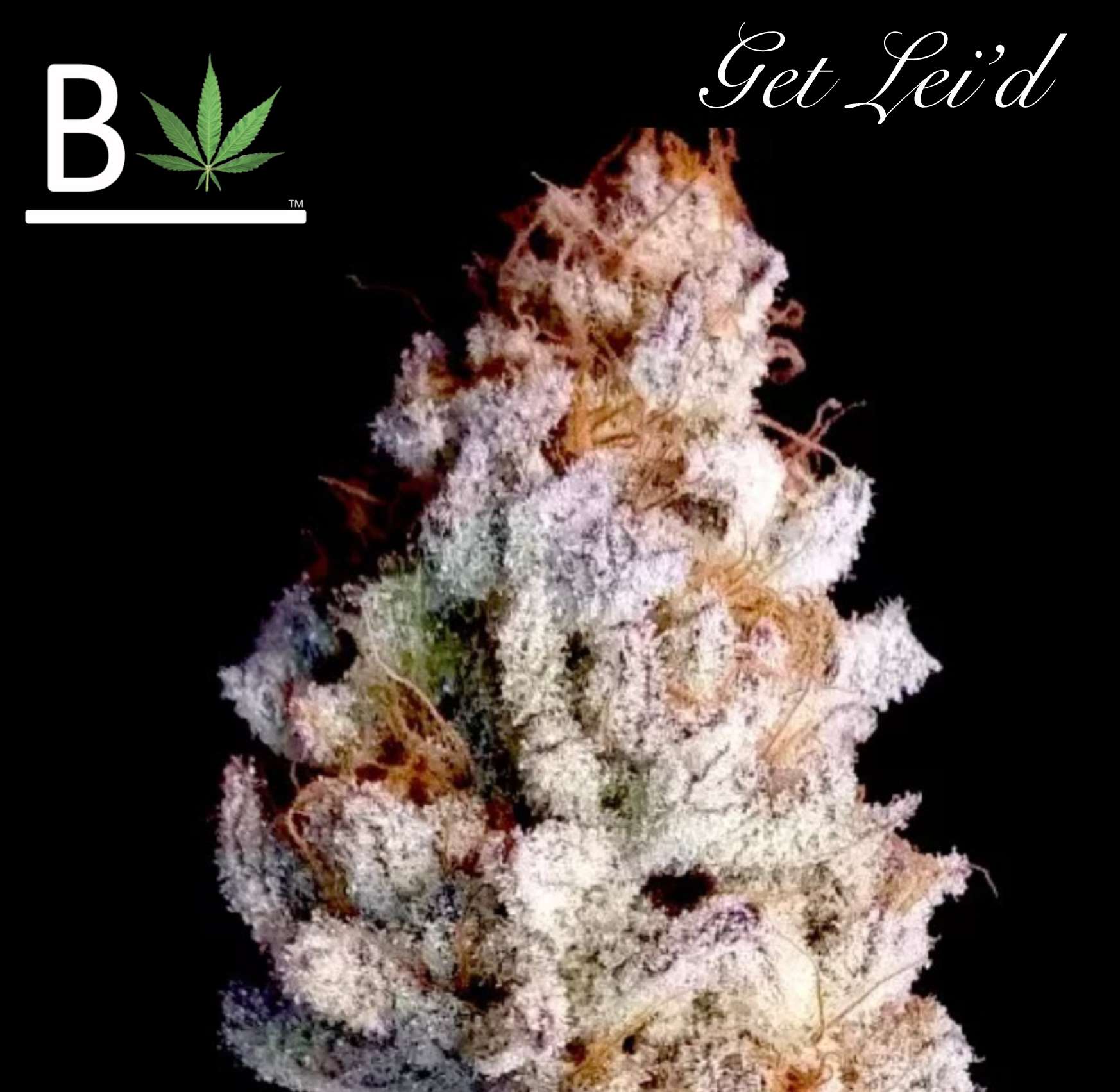 Get Lei'D R1 Cannabis Seeds