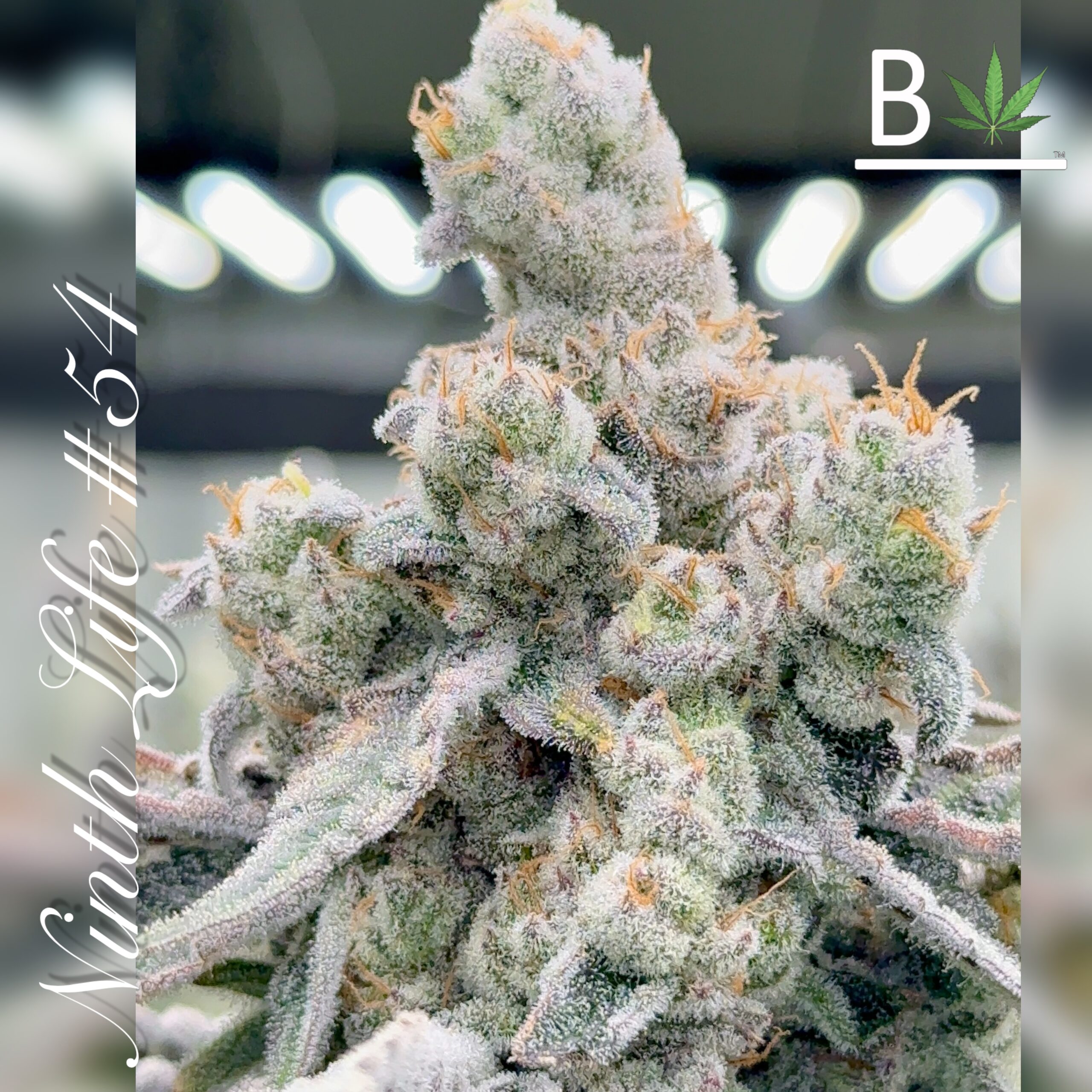 Beleaf Cannabis Ninth Life R1 Seeds