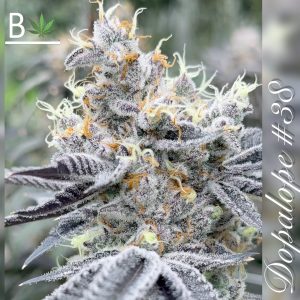 Beleaf Cannabis Dopalope R1 Seeds