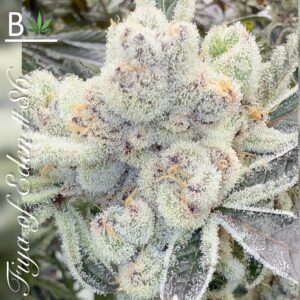 Beleaf Cannabis Fiya Of Eden Fems Seeds