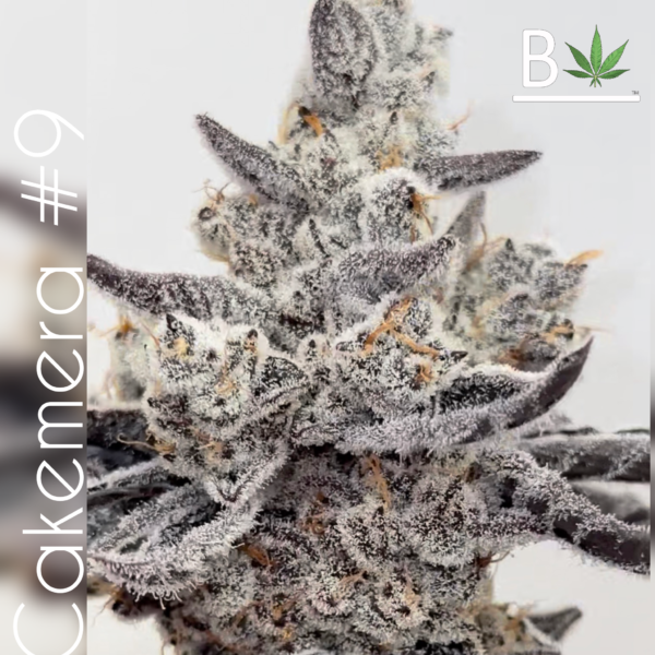 Cakemera R1 Cannabis Seeds