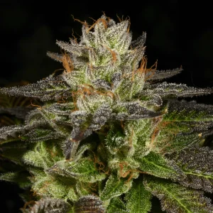 Buy Ice Cream Cone Cannabis Seeds