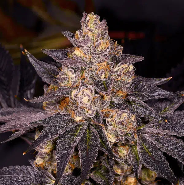 Buy Planet Purple F1 Seeds Online