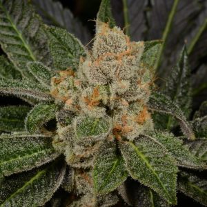 Buy Sugar Biscuits Cannabis Seeds Online
