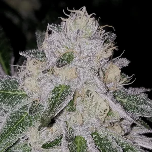 Tire Fire Cannabis Seeds
