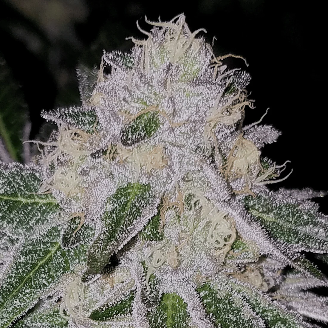 Tire Fire Cannabis Seeds