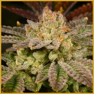 Consequently, Rainbow Belts Cannabis Seeds appeals to growers who value both flavor and resin production.