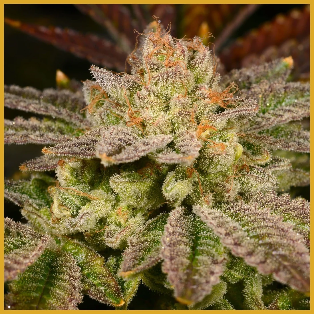 Consequently, Rainbow Belts Cannabis Seeds appeals to growers who value both flavor and resin production.