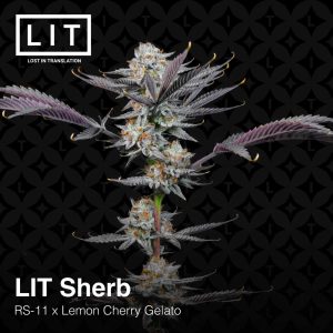 Lit Farms LIT Sherb Cannabia Seeds