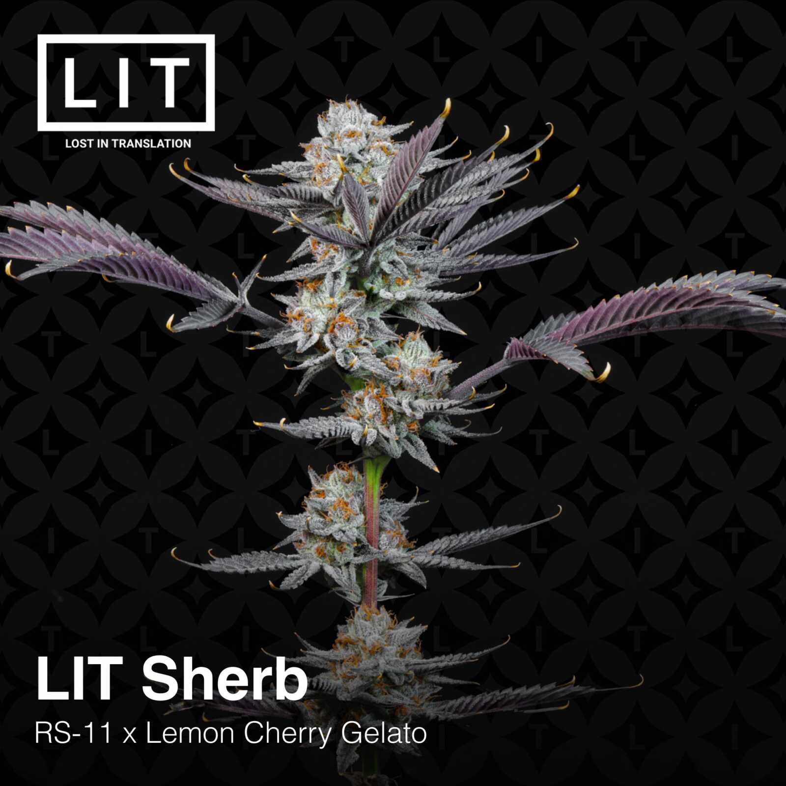 Lit Farms LIT Sherb Cannabia Seeds
