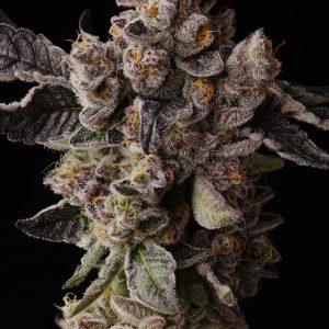 Buy Cake Coma Cannabis Seeds Online