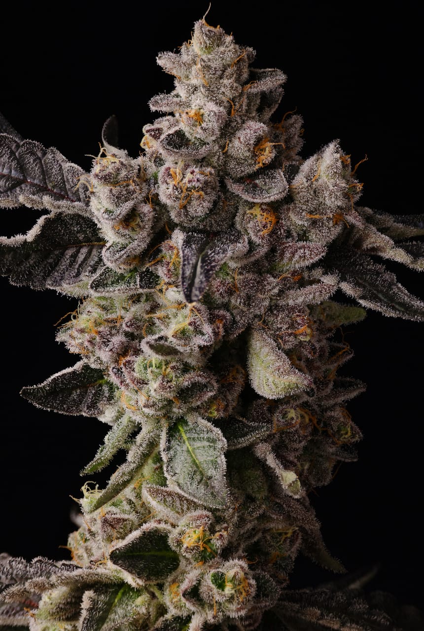 Buy Cake Coma Cannabis Seeds Online