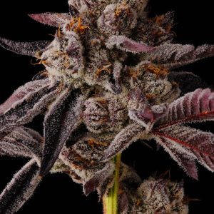 Buy Seedjunky Genetics Rave Kandy Seeds Online