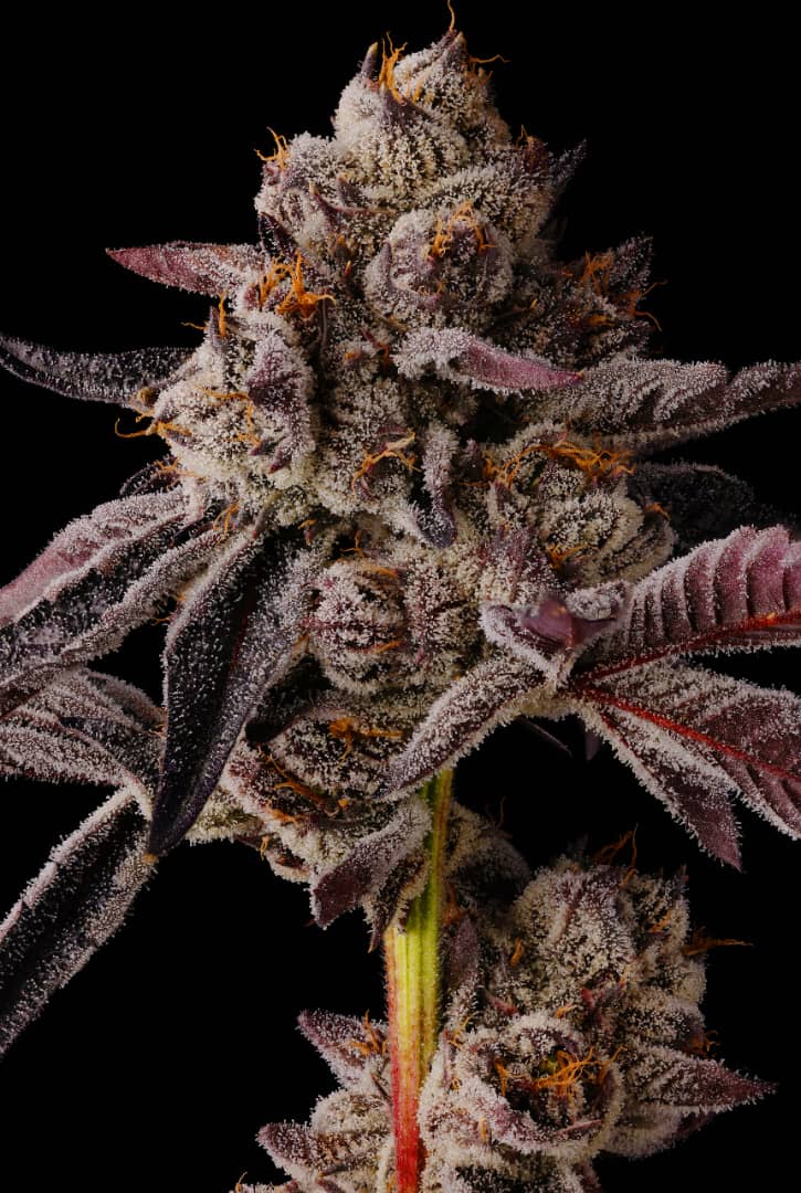 Buy Seedjunky Genetics Rave Kandy Seeds Online