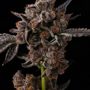 Where to Buy Glo Pop Cannabis Seeds