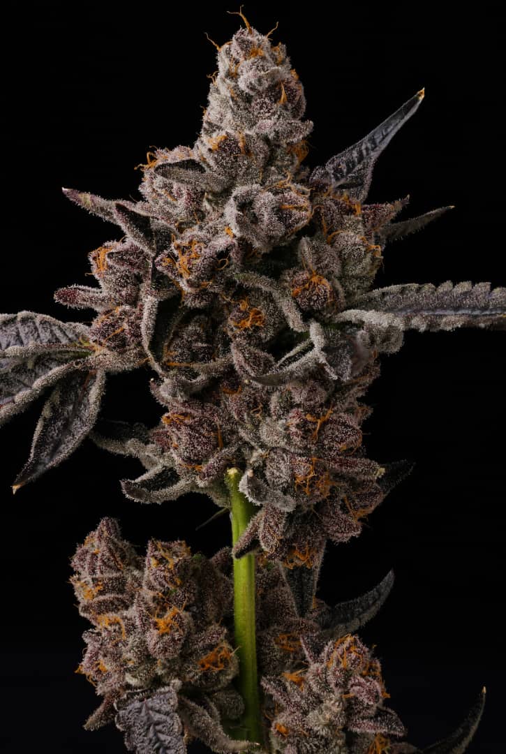 Where to Buy Glo Pop Cannabis Seeds