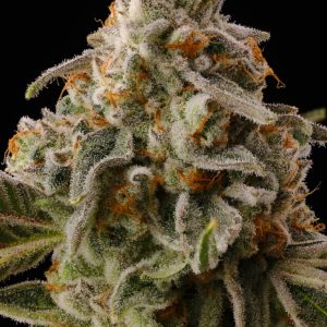 Buy Seed Junky Genetics Sour Caps Seeds