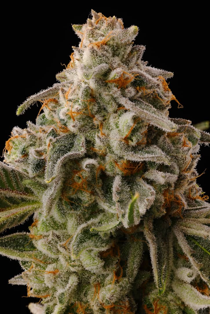 Buy Seed Junky Genetics Sour Caps Seeds