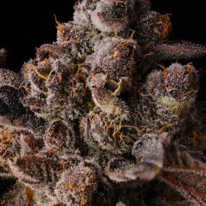 Where to Buy Primrose Lady Cannabis Seeds Online
