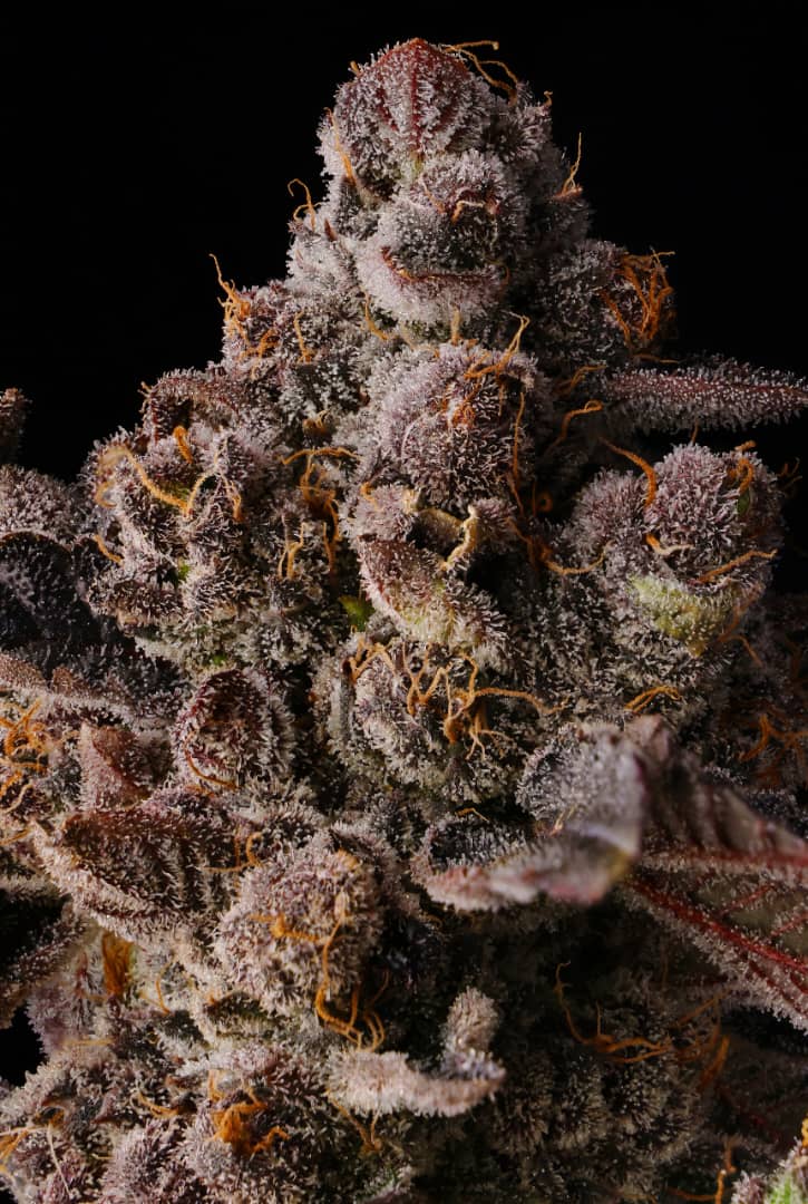 Where to Buy Primrose Lady Cannabis Seeds Online
