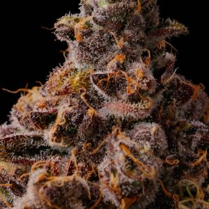 Buy Zombie Cake Cannabis Seeds Online