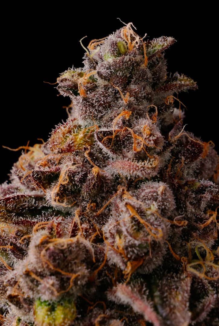 Buy Zombie Cake Cannabis Seeds Online