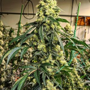Buy Sour G R1 Feminized Cannabis Seeds