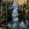 Buy All The Sauces R1 Cannabis Seeds Online