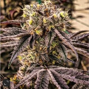 Buy M.C. Nuggets R1 Cannabis Seeds