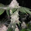 Buy Ethos Genetics Wrank S1 Seeds Online